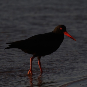 Haematopus fuliginosus at Congo, NSW - suppressed