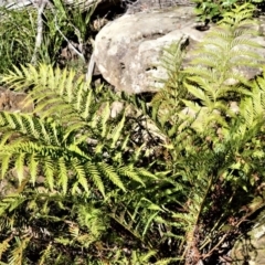 Todea barbara (King Fern) at Robertson - 19 Jul 2020 by plants