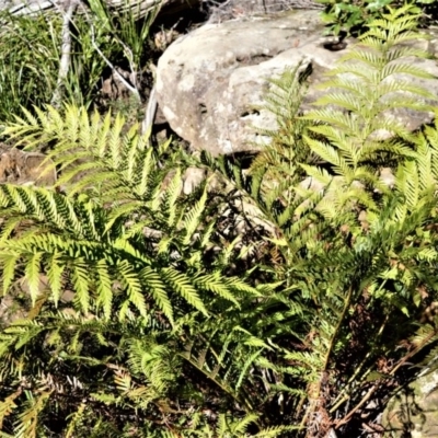 Todea barbara (King Fern) at Wingecarribee Local Government Area - 19 Jul 2020 by plants