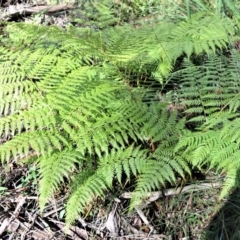 Calochlaena dubia (Rainbow Fern) at Budderoo National Park - 19 Jul 2020 by plants