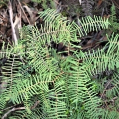 Gleichenia dicarpa (Wiry Coral Fern) at Robertson, NSW - 20 Jul 2020 by plants