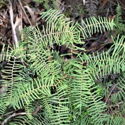 Gleichenia dicarpa (Wiry Coral Fern) at Wingecarribee Local Government Area - 20 Jul 2020 by plants