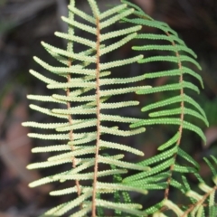 Gleichenia dicarpa at Robertson, NSW - 20 Jul 2020