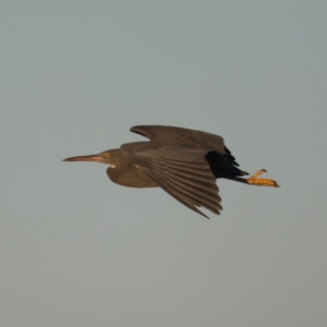 Egretta sacra at Congo, NSW - 5 Jul 2020