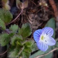 Veronica persica (Creeping Speedwell) at Lyneham Wetland - 20 Jul 2020 by tpreston