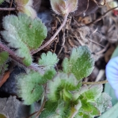 Veronica persica at Lyneham, ACT - 20 Jul 2020