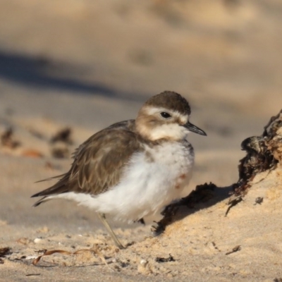 Anarhynchus bicinctus (Double-banded Plover) at Eurobodalla National Park - 5 Jul 2020 by jb2602