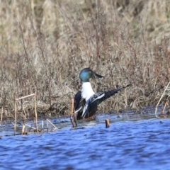 Spatula clypeata at Fyshwick, ACT - 20 Jul 2020 09:50 AM