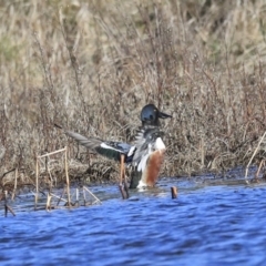 Spatula clypeata at Fyshwick, ACT - 20 Jul 2020 09:50 AM