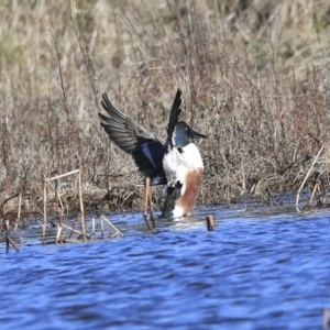 Spatula clypeata at Fyshwick, ACT - 20 Jul 2020