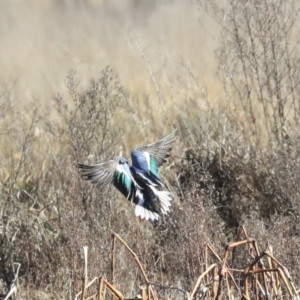 Spatula clypeata at Fyshwick, ACT - 20 Jul 2020