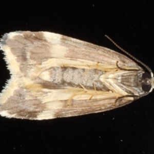 Halone sejuncta at Congo, NSW - 5 Jul 2020 09:13 PM