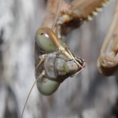Archimantis sp. (genus) (Large Brown Mantis) at Acton, ACT - 7 Jul 2020 by TimL