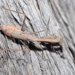 Archimantis sp. (genus) at Acton, ACT - 7 Jul 2020 10:58 AM