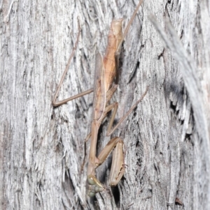 Archimantis sp. (genus) at Acton, ACT - 7 Jul 2020