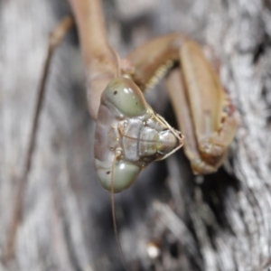 Archimantis sp. (genus) at Acton, ACT - 7 Jul 2020 10:58 AM