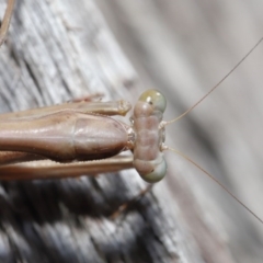 Archimantis sp. (genus) at Acton, ACT - 7 Jul 2020 10:58 AM