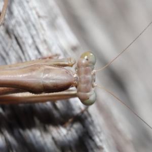 Archimantis sp. (genus) at Acton, ACT - 7 Jul 2020