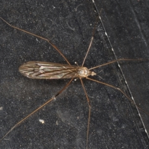 Limoniidae (family) at Congo, NSW - 5 Jul 2020 10:29 PM
