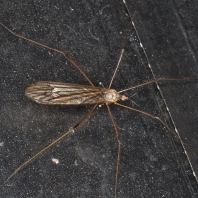 Limoniidae (family) (Unknown Limoniid Crane Fly) at Congo, NSW - 5 Jul 2020 by jb2602