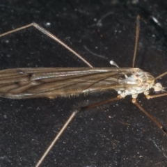 Limoniidae (family) at Congo, NSW - 5 Jul 2020