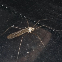 Limoniidae (family) at Congo, NSW - 5 Jul 2020 10:29 PM