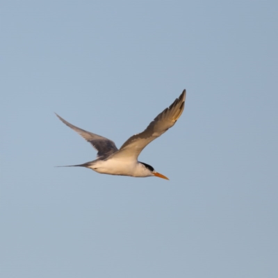 Thalasseus bergii (Crested Tern) at Congo, NSW - 5 Jul 2020 by jbromilow50