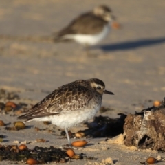 Pluvialis fulva (Pacific Golden-Plover) at Eurobodalla National Park - 5 Jul 2020 by jb2602