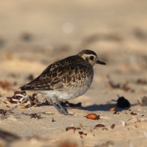 Pluvialis fulva at Congo, NSW - 6 Jul 2020