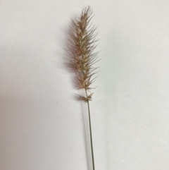 Echinopogon caespitosus var. caespitosus (Tufted Hedgehog Grass) at Sutton Forest - 18 Jul 2020 by walter