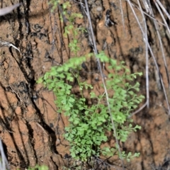 Lindsaea microphylla (Lacy Wedge-fern) at Robertson - 19 Jul 2020 by plants