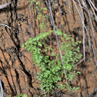 Lindsaea microphylla (Lacy Wedge-fern) at Budderoo National Park - 19 Jul 2020 by plants