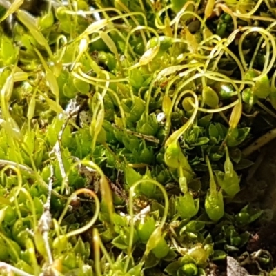 Funaria hygrometrica (Moss) at Sullivans Creek, Lyneham South - 20 Jul 2020 by trevorpreston