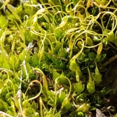 Funaria hygrometrica (Moss) at Lyneham, ACT - 20 Jul 2020 by tpreston