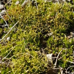 Funaria hygrometrica at Lyneham, ACT - 20 Jul 2020