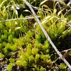 Funaria hygrometrica at Lyneham, ACT - 20 Jul 2020