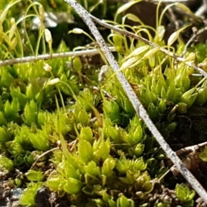 Funaria hygrometrica at Lyneham, ACT - 20 Jul 2020