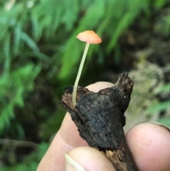 Mycena sp. (Mycena) at Wattamolla, NSW - 18 Jul 2020 by WattaWanderer