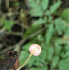 Mycena sp. at Wattamolla, NSW - 18 Jul 2020 02:26 AM