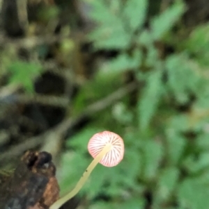 Mycena sp. at Wattamolla, NSW - 18 Jul 2020