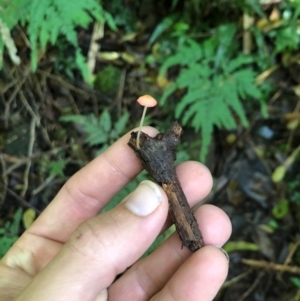 Mycena sp. at Wattamolla, NSW - 18 Jul 2020