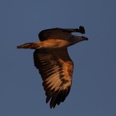 Haliaeetus leucogaster (White-bellied Sea-Eagle) at Eurobodalla National Park - 5 Jul 2020 by jb2602