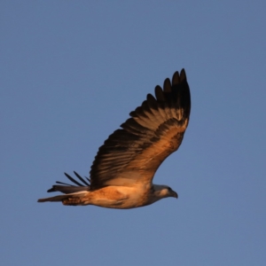 Haliaeetus leucogaster at Congo, NSW - 5 Jul 2020