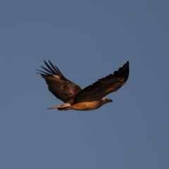 Haliaeetus leucogaster at Congo, NSW - 5 Jul 2020 04:46 PM