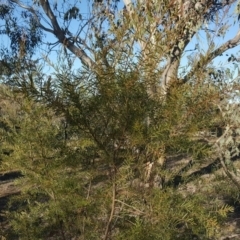 Acacia sp. (A Wattle) at Red Hill, ACT - 19 Jul 2020 by Mike