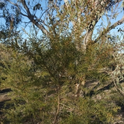 Acacia sp. (A Wattle) at Mount Mugga Mugga - 19 Jul 2020 by Mike