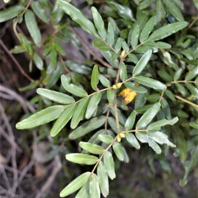 Eucryphia moorei (Pinkwood/Plumwood) at Budderoo National Park - 19 Jul 2020 by plants
