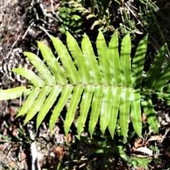 Blechnum camfieldii at Robertson - 20 Jul 2020 by plants