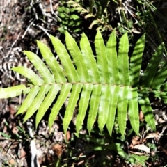 Blechnum camfieldii at Robertson - 19 Jul 2020 by plants