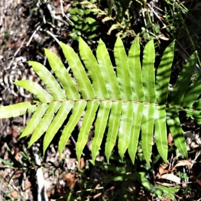 Blechnum camfieldii at Wingecarribee Local Government Area - 19 Jul 2020 by plants